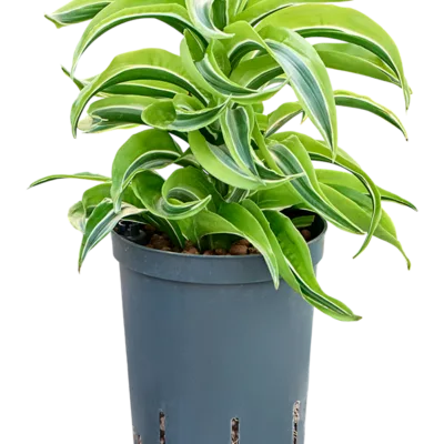 Dracaena fragrans 'Lemon Surprise' Hydrocultuur - 35