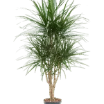 Dracaena marginata - Vertakt Hydrocultuur