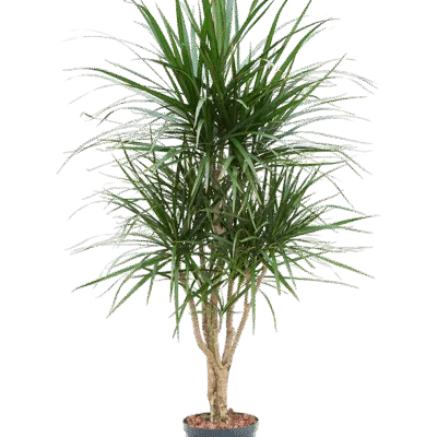 Dracaena marginata hydrocultuur plant