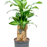Dracaena fragrans 'Massangeana' - Vertakt Hydrocultuur