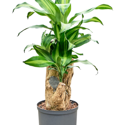 Dracaena fragrans 'Massangeana' - Vertakt Hydrocultuur - 100