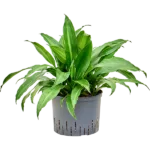 Dracaena fragrans 'Rainbow' Hydrocultuur - 70cm pot 25cm