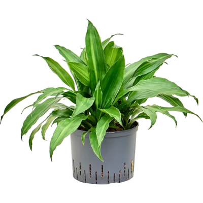Dracaena fragrans 'Rainbow' Hydrocultuur - 70cm pot 25cm