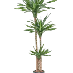 Dracaena fragrans 'Riki' Hydrocultuur