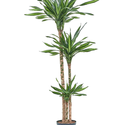 Dracaena fragrans 'Riki' hydrocultuur plant