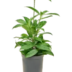 Dracaena surculosa - Toef Hydrocultuur