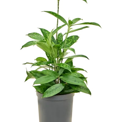 Dracaena surculosa hydrocultuur plant