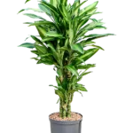 Dracaena fragrans 'Silindo' - Vertakt Hydrocultuur
