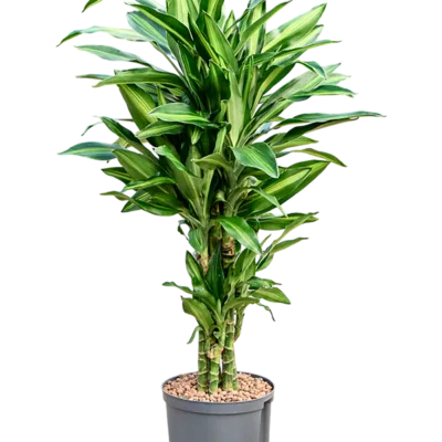 Dracaena fragrans 'Silindo' - Vertakt Hydrocultuur - 90