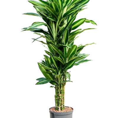 Dracaena fragrans 'Silindo' - Vertakt Hydrocultuur - 110