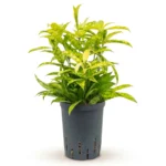 Goud Dracaena 'Mike' Toef (Dracaena surculosa)