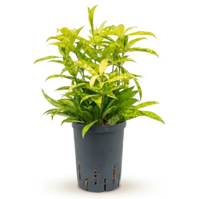 Goud Dracaena 'Mike' Toef (Dracaena surculosa)