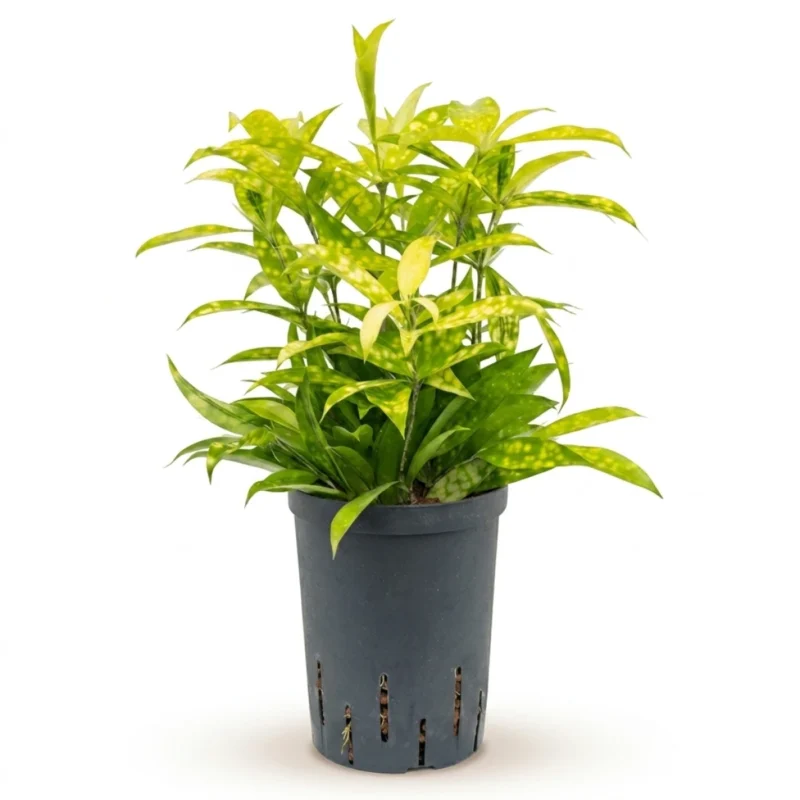 Goud Dracaena 'Mike' Toef (Dracaena surculosa)