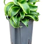 Dracaena fragrans 'Tornado' Hydrocultuur - 35cm pot 15cm