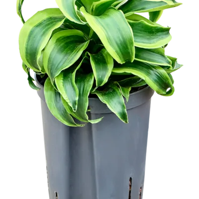 Dracaena fragrans 'Tornado' Hydrocultuur - 35cm pot 15cm