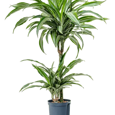 Dracaena fragrans 'Ulises' Hydrocultuur - 90