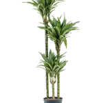 Dracaena fragrans 'Ulises' Hydrocultuur