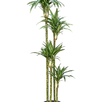 Dracaena fragrans 'Ulises' Hydrocultuur - 170