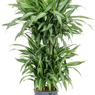 Dracaena fragrans 'Ulises' Hydrocultuur - 110