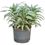 Dracaena warneckii 'Compacta' Hydrocultuur - 45cm pot 25cm