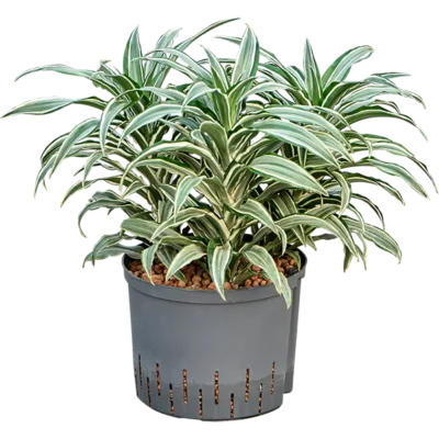 Dracaena warneckii 'Compacta' Hydrocultuur - 45cm pot 25cm