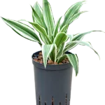 Dracaena deremensis 'White Jewel' Hydrocultuur - 30cm pot 15cm