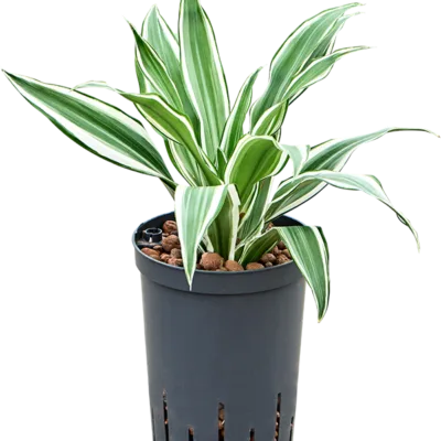 Dracaena deremensis 'White Jewel' Hydrocultuur - 30cm pot 15cm