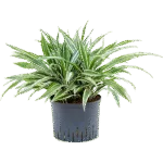 Dracaena deremensis 'White Stripe' Hydrocultuur - 50cm pot 25cm