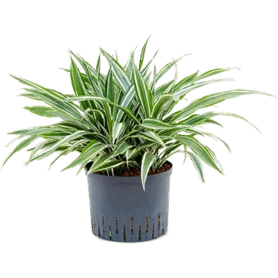 Dracaena deremensis 'White Stripe' Hydrocultuur - 50cm pot 25cm