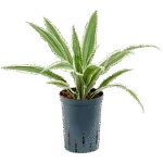 Dracaena deremensis 'White Stripe' Hydrocultuur - 45cm pot 15cm