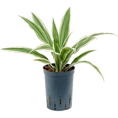 Dracaena deremensis 'White Stripe' Hydrocultuur - 45cm pot 15cm