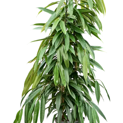 Ficus binnendijkii 'Amstel King' - 2pp Hydrocultuur - 120