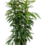 Ficus binnendijkii 'Amstel King' - 2pp Hydrocultuur