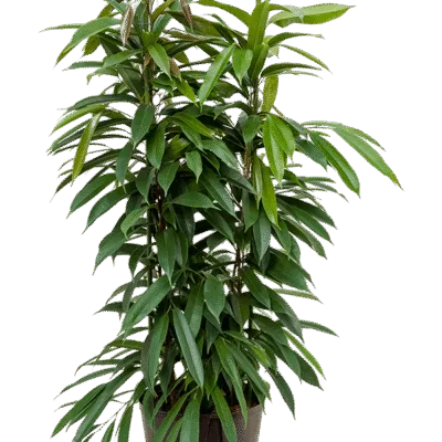 Ficus binnendijkii 'Amstel King' - 2pp Hydrocultuur - 140