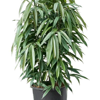 Ficus binnendijkii 'Amstel King' - 3pp Hydrocultuur - 160