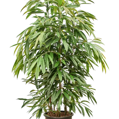 Ficus binnendijkii 'Amstel King' - 3pp Hydrocultuur - 180