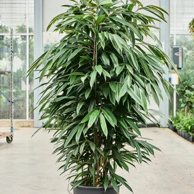 Ficus binnendijkii 'Amstel King' - 3pp Hydrocultuur - 210