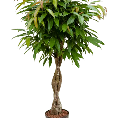 Ficus binnendijkii 'Amstel King' - Stam Hydrocultuur - 120