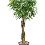 Ficus binnendijkii 'Amstel King' - Stam Hydrocultuur