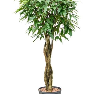 Ficus binnendijkii 'Amstel King' - Stam Hydrocultuur - 120