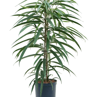 Ficus binnendijkii 'Alii' - Toef Hydrocultuur - 65