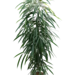 Ficus binnendijkii 'Alii' - Toef Hydrocultuur