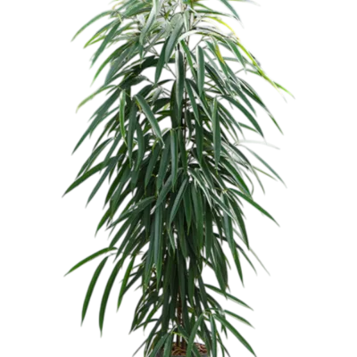 Ficus binnendijkii 'Alii' - Toef Hydrocultuur - 115