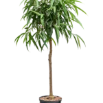 Ficus binnendijkii 'Alii' Hydrocultuur - 130cm pot 22cm
