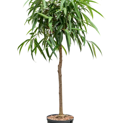 Ficus binnendijkii 'Alii' Hydrocultuur - 130cm pot 22cm