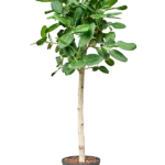 Ficus benghalensis 'Audrey' - Stam Hydrocultuur