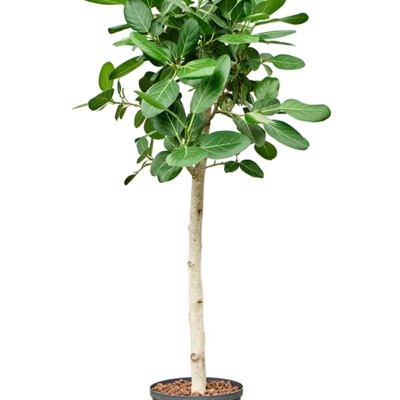 Ficus benghalensis 'Audrey' - Stam Hydrocultuur - 130