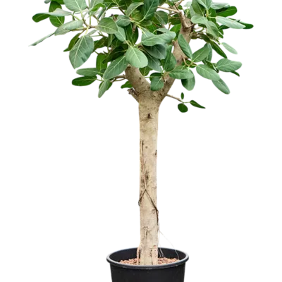 Ficus benghalensis 'Audrey' - Stam Hydrocultuur - 130