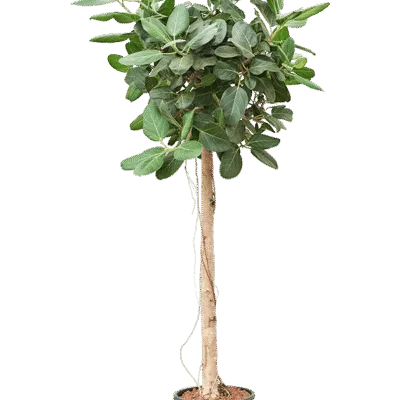 Ficus benghalensis 'Audrey' - Stam Hydrocultuur - 175