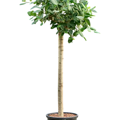 Ficus benghalensis 'Audrey' - Stam Hydrocultuur - 210